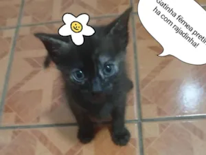 Gato raça SRD-ViraLata idade 2 a 6 meses nome Sem nome