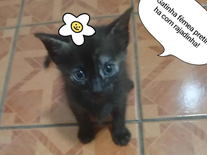 Gato raça SRD-ViraLata idade 2 a 6 meses nome Sem nome