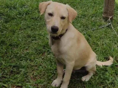 Cachorro raça SRD-ViraLata idade 2 a 6 meses nome Pudim