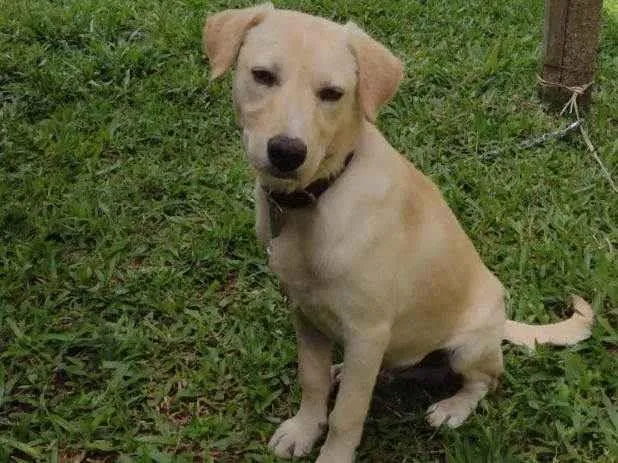 Cachorro raça SRD-ViraLata idade 2 a 6 meses nome Pudim