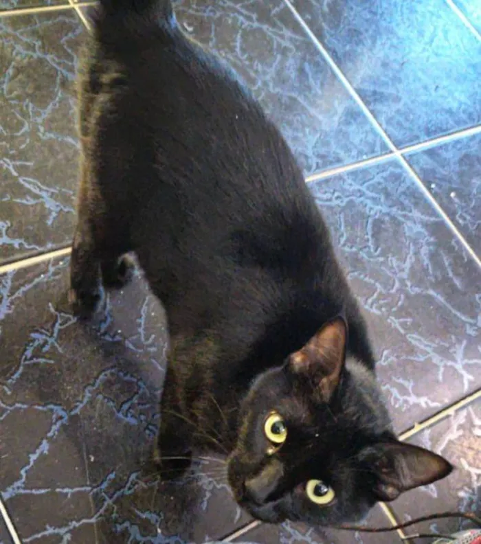 Gato raça Exótico idade 4 anos nome PUMA