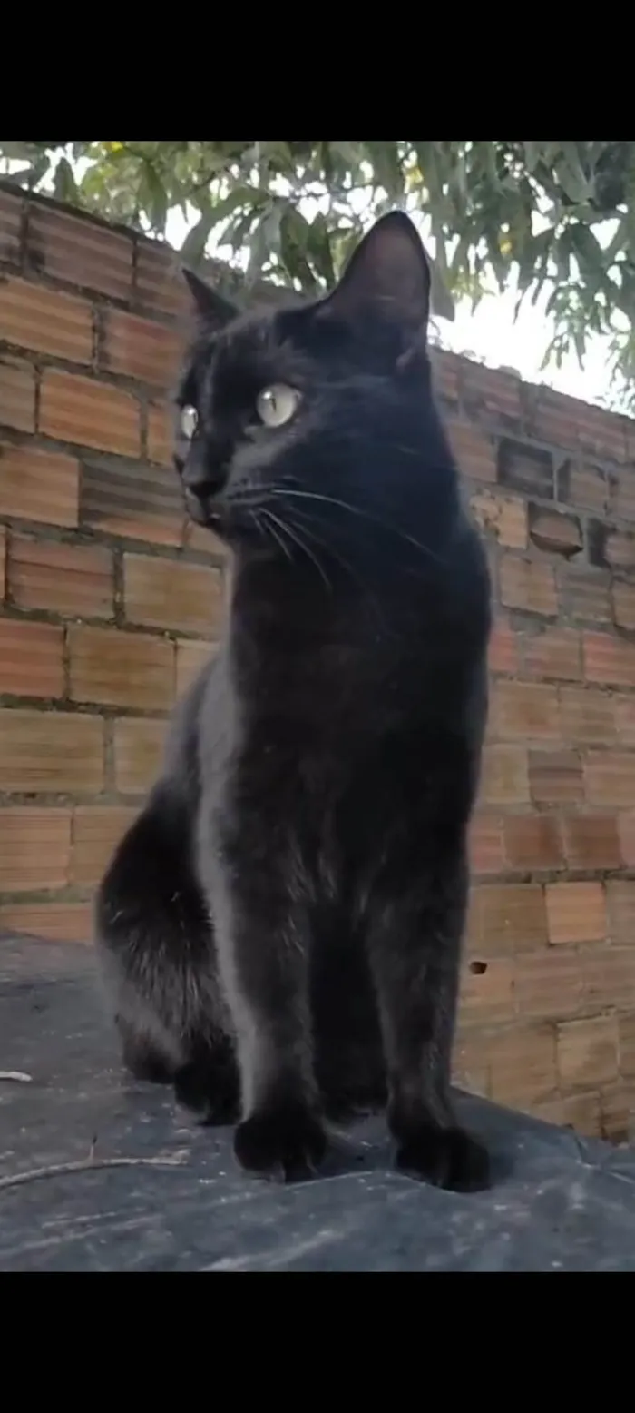 Gato raça Exótico idade 4 anos nome PUMA