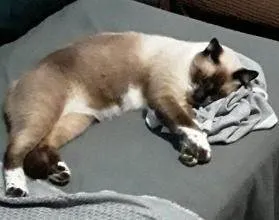 Gato raça Siamês idade 5 anos nome Ben