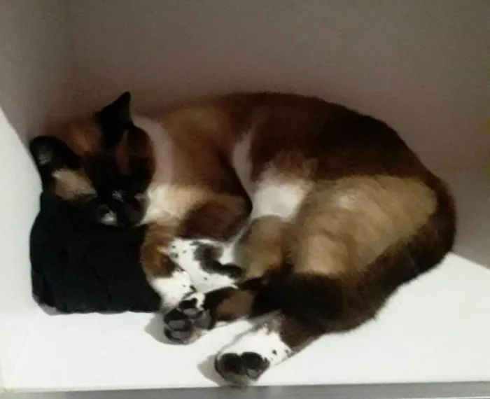 Gato raça Siamês idade 5 anos nome Ben