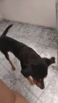 Cachorro raça SRD-ViraLata idade 7 a 11 meses nome Aufredo