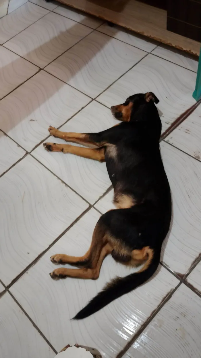 Cachorro raça SRD-ViraLata idade 7 a 11 meses nome Aufredo