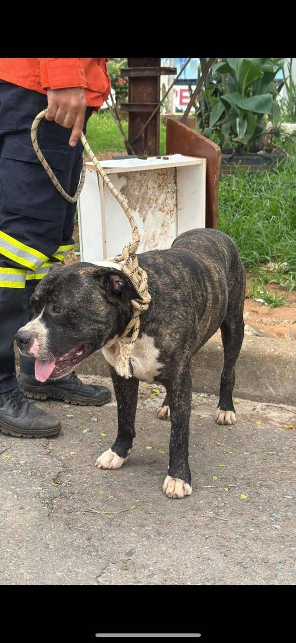 Cachorro raça Pit-Bull idade 1 ano nome Iohana Hanani
