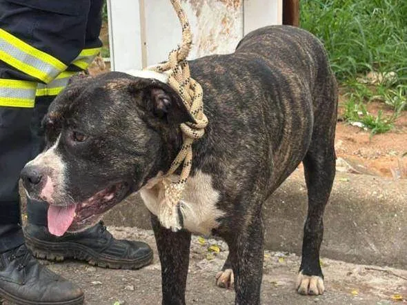 Cachorro raça Pit-Bull idade 1 ano nome Iohana Hanani
