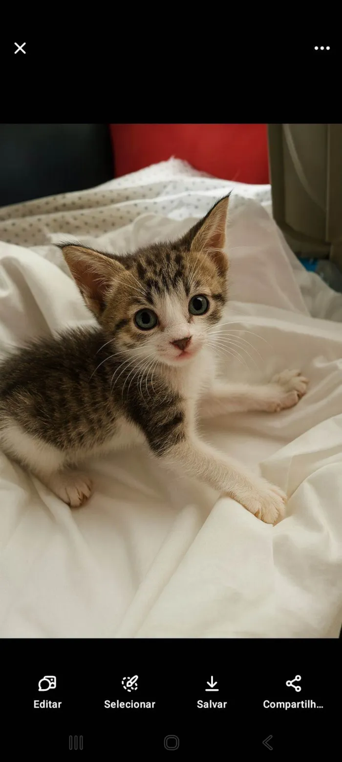 Gato raça SRD-ViraLata idade Abaixo de 2 meses nome Babi