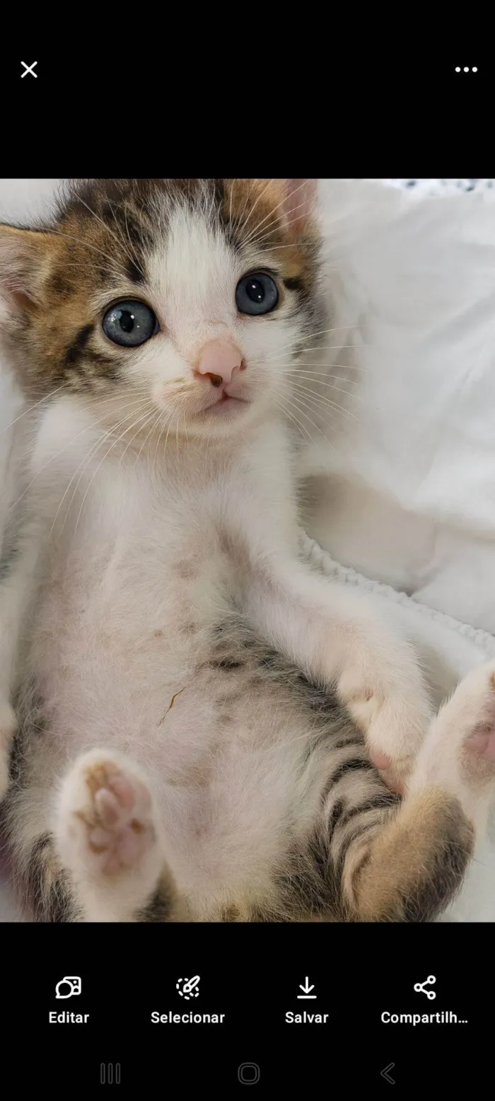Gato raça SRD-ViraLata idade Abaixo de 2 meses nome Babi