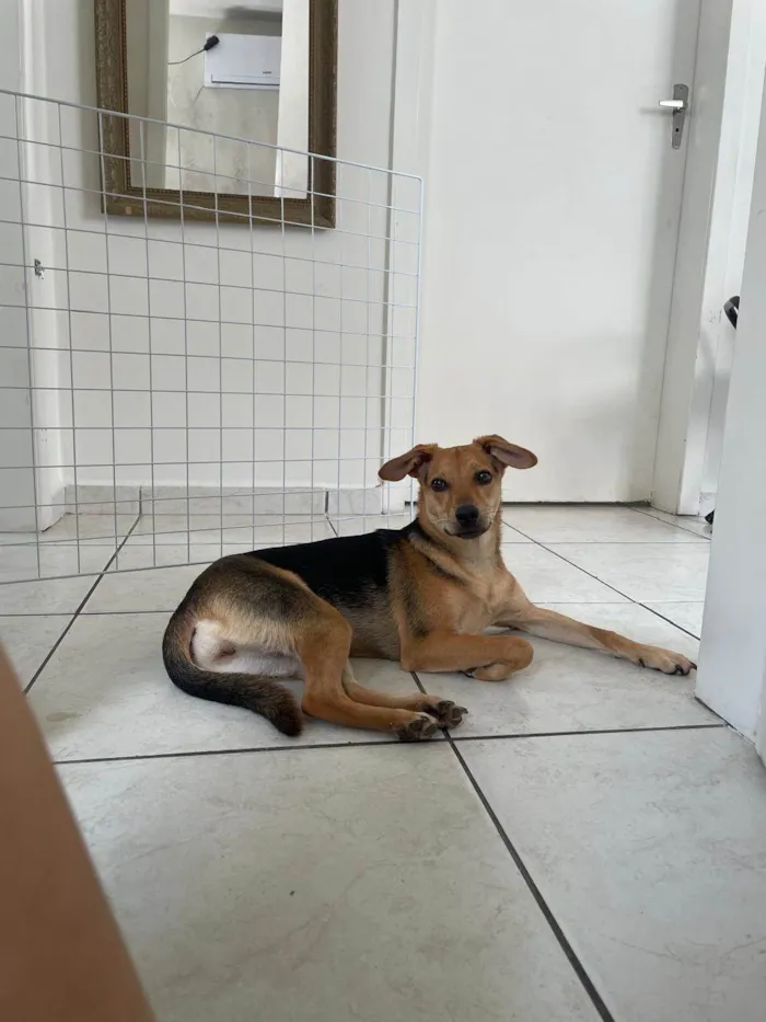 Cachorro raça SRD-ViraLata idade 7 a 11 meses nome Ayla