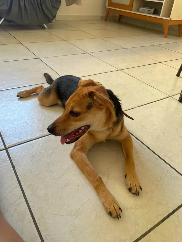 Cachorro raça SRD-ViraLata idade 7 a 11 meses nome Ayla