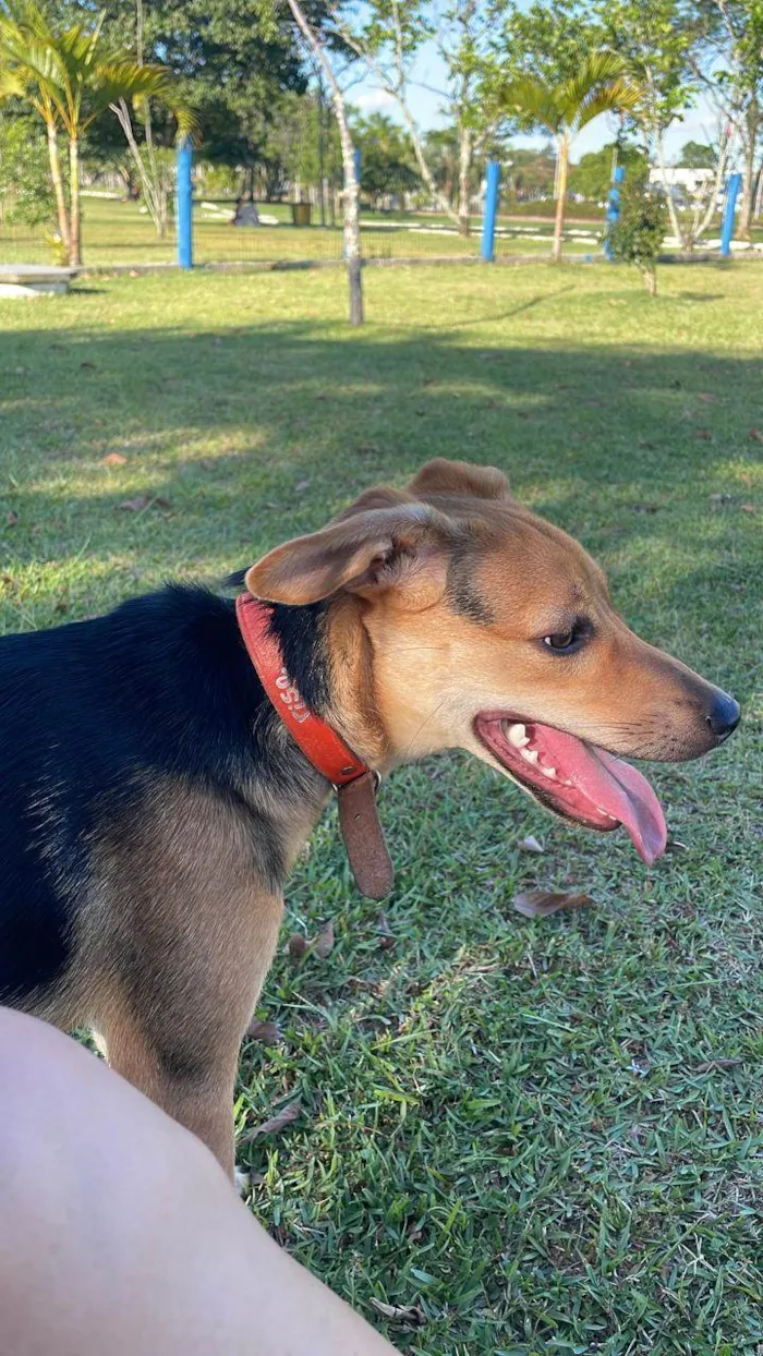 Cachorro raça SRD-ViraLata idade 7 a 11 meses nome Ayla