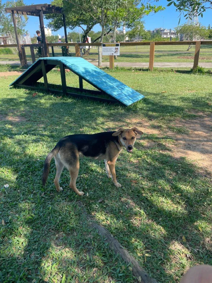 Cachorro raça SRD-ViraLata idade 7 a 11 meses nome Ayla