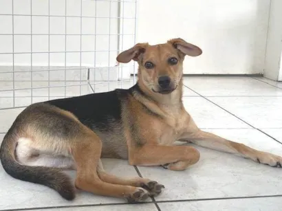 Cachorro raça SRD-ViraLata idade 7 a 11 meses nome Ayla