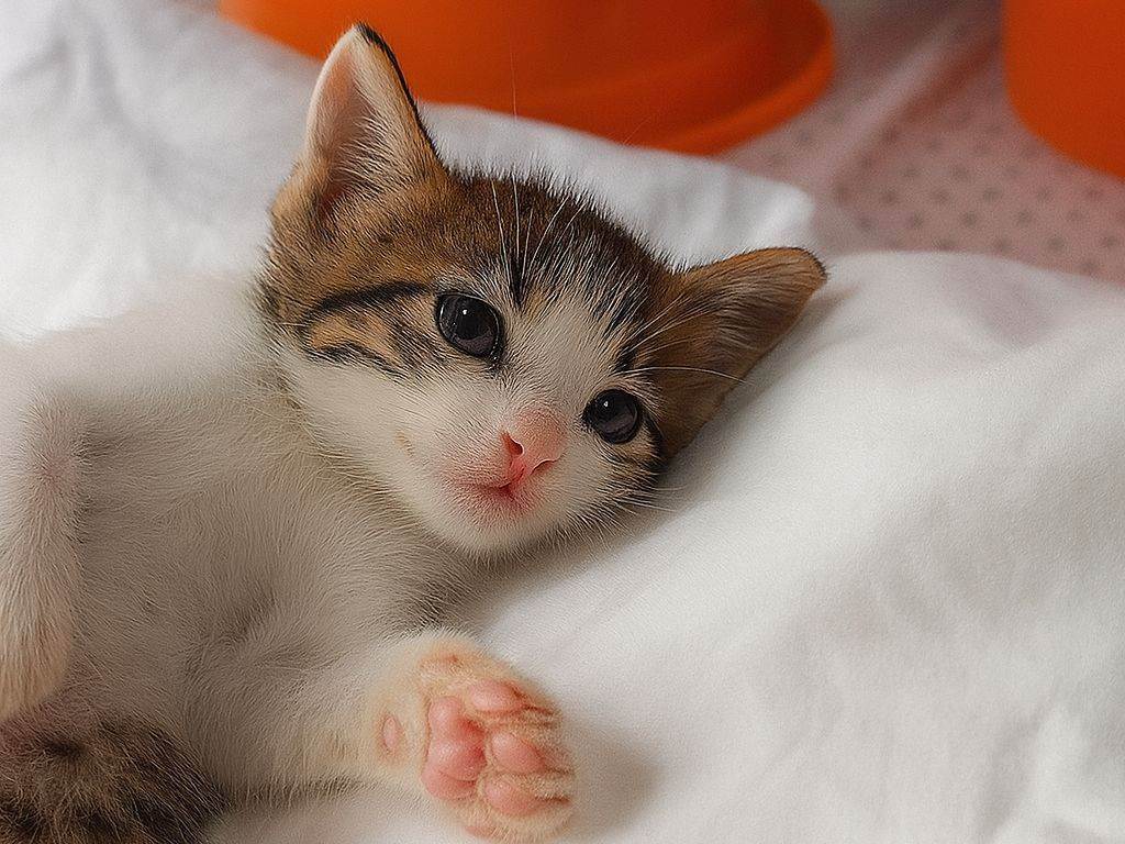 Gato raça SRD-ViraLata idade 2 a 6 meses nome Liz