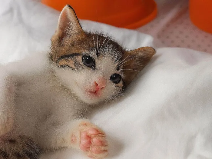 Gato raça SRD-ViraLata idade 2 a 6 meses nome Liz