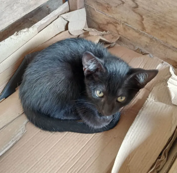 Gato raça SRD-ViraLata idade Abaixo de 2 meses nome Não tem