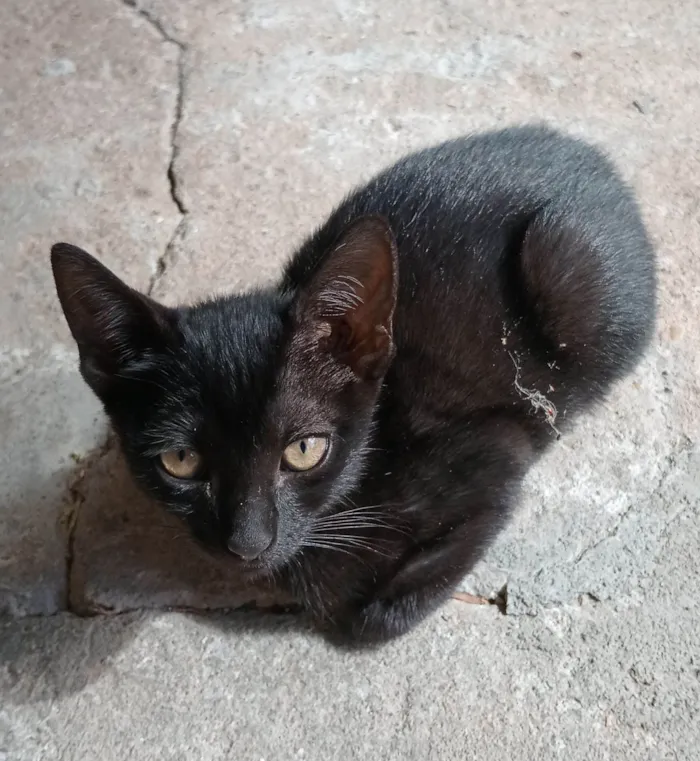 Gato raça SRD-ViraLata idade Abaixo de 2 meses nome Não tem