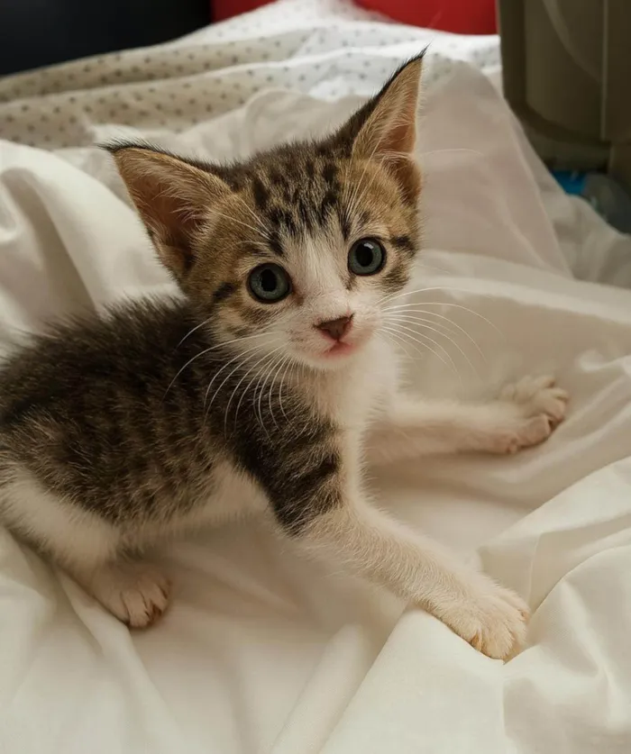 Gato raça SRD-ViraLata idade 2 a 6 meses nome Bibi