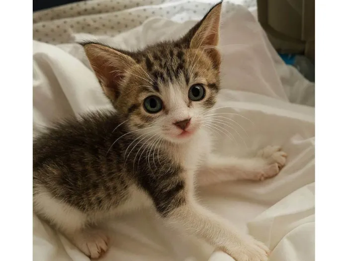 Gato raça SRD-ViraLata idade Abaixo de 2 meses nome Babi