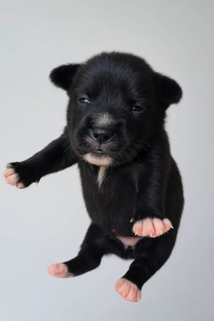 Cachorro raça SRD-ViraLata idade 2 a 6 meses nome Ney