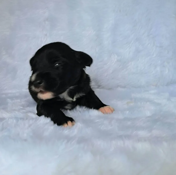 Cachorro raça SRD-ViraLata idade 2 a 6 meses nome Ney