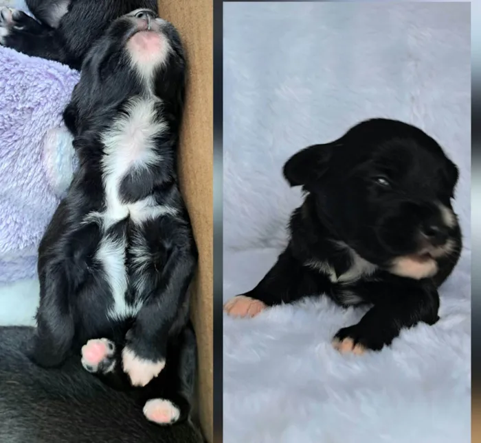 Cachorro raça SRD-ViraLata idade 2 a 6 meses nome Ney