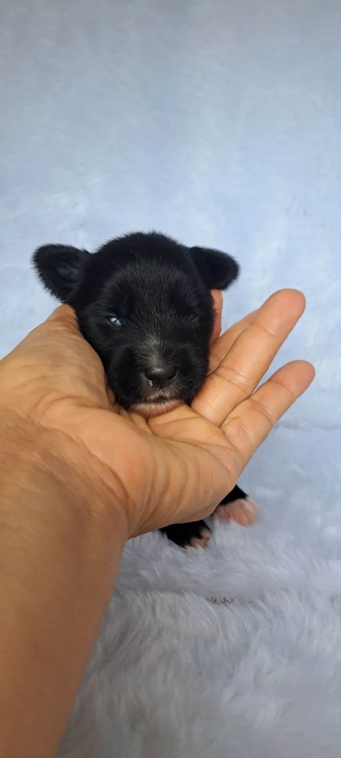 Cachorro raça SRD-ViraLata idade 2 a 6 meses nome Ney