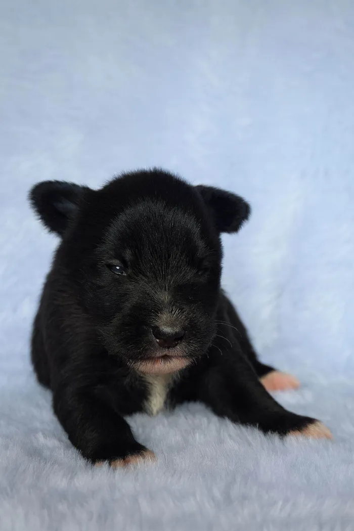 Cachorro raça SRD-ViraLata idade 2 a 6 meses nome Ney