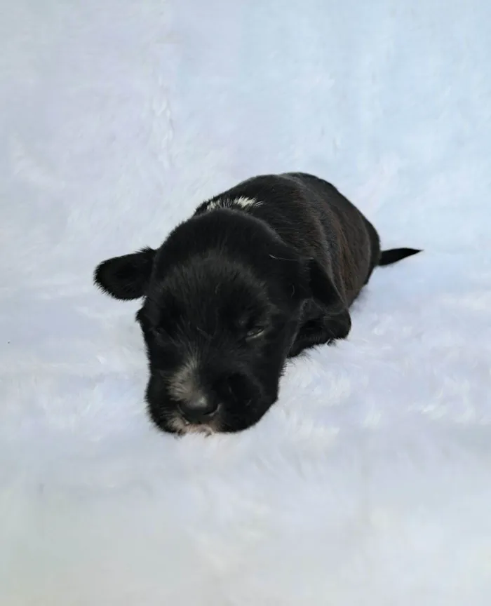 Cachorro raça SRD-ViraLata idade 2 a 6 meses nome Ney