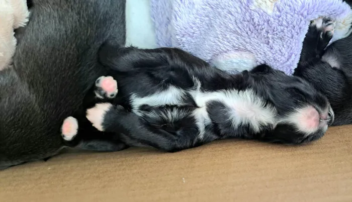 Cachorro raça SRD-ViraLata idade 2 a 6 meses nome Ney