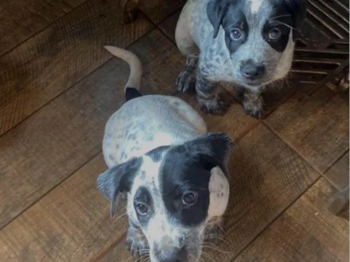 Cachorro raça SRD-ViraLata idade Abaixo de 2 meses nome sem nome 