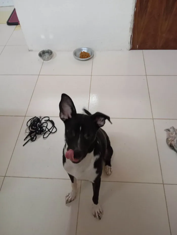 Cachorro raça SRD-ViraLata idade 7 a 11 meses nome ZECA