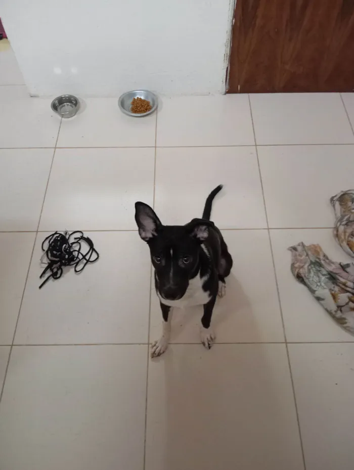 Cachorro raça SRD-ViraLata idade 7 a 11 meses nome ZECA