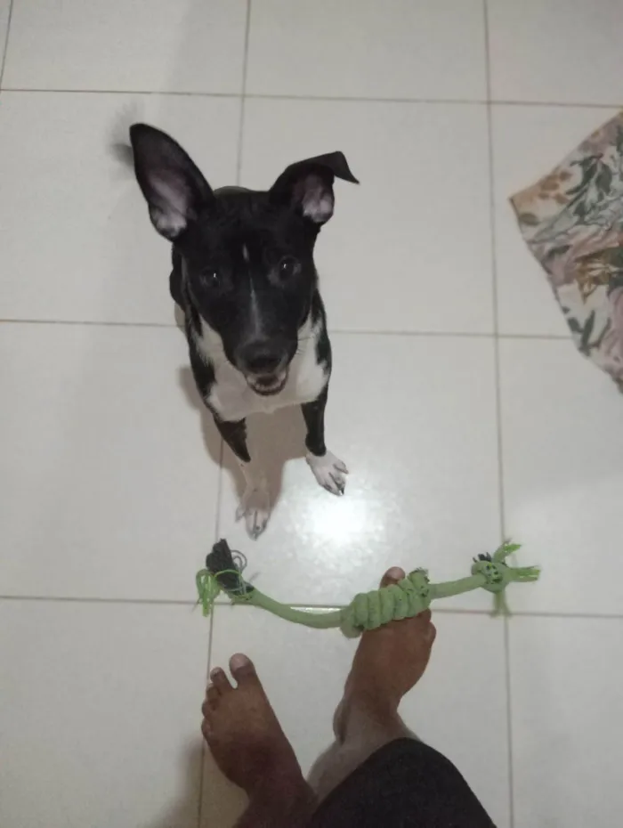 Cachorro raça SRD-ViraLata idade 7 a 11 meses nome ZECA