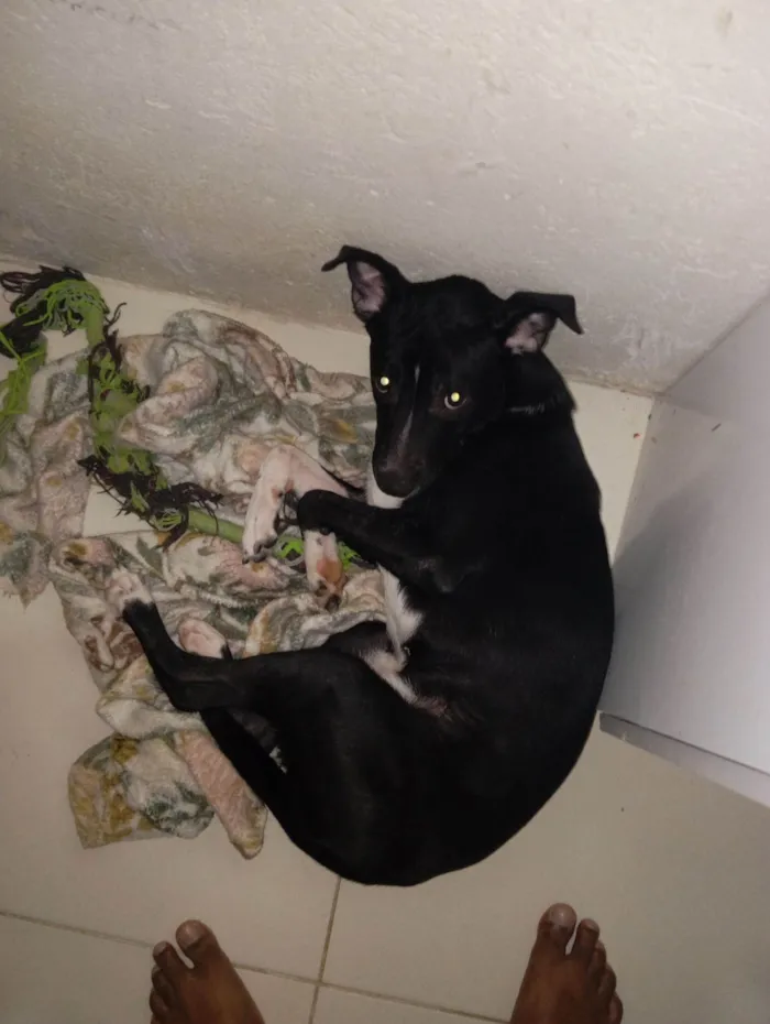 Cachorro raça SRD-ViraLata idade 7 a 11 meses nome ZECA