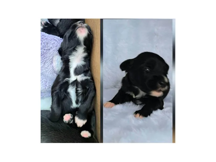 Cachorro raça SRD-ViraLata idade 2 a 6 meses nome Ney