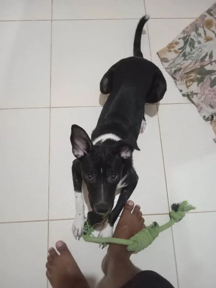 Cachorro raça SRD-ViraLata idade 7 a 11 meses nome ZECA