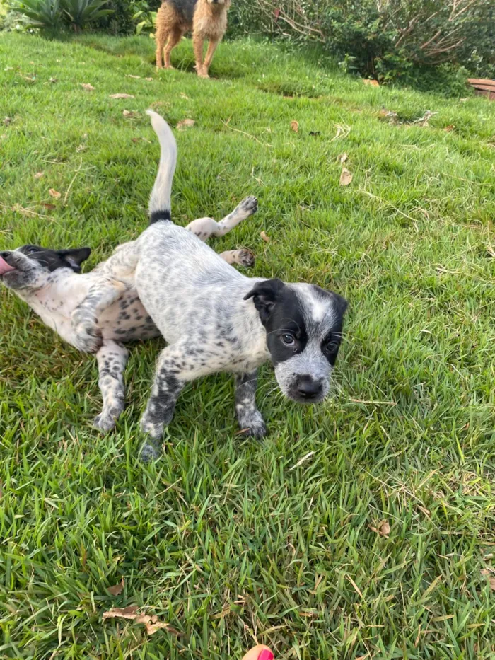 Cachorro raça SRD-ViraLata idade Abaixo de 2 meses nome sem nome 