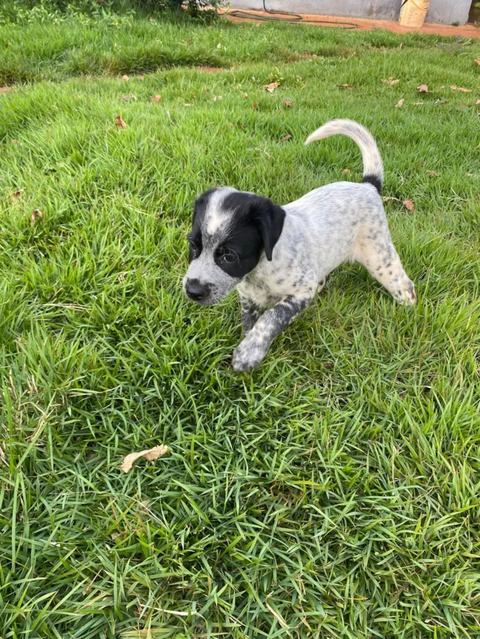 Cachorro raça SRD-ViraLata idade Abaixo de 2 meses nome sem nome 