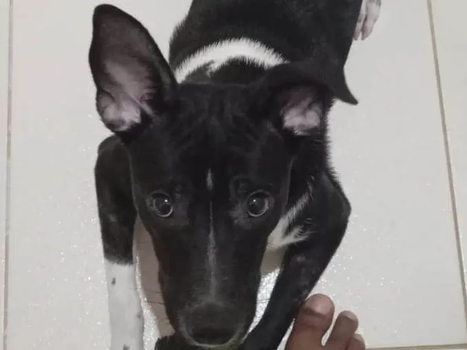 Cachorro raça SRD-ViraLata idade 7 a 11 meses nome ZECA