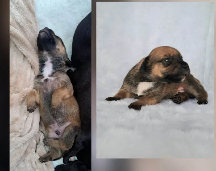 Cachorro raça SRD-ViraLata idade 2 a 6 meses nome Gil