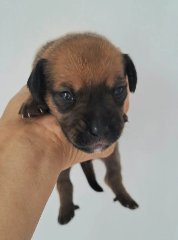 Cachorro raça SRD-ViraLata idade 2 a 6 meses nome Gil