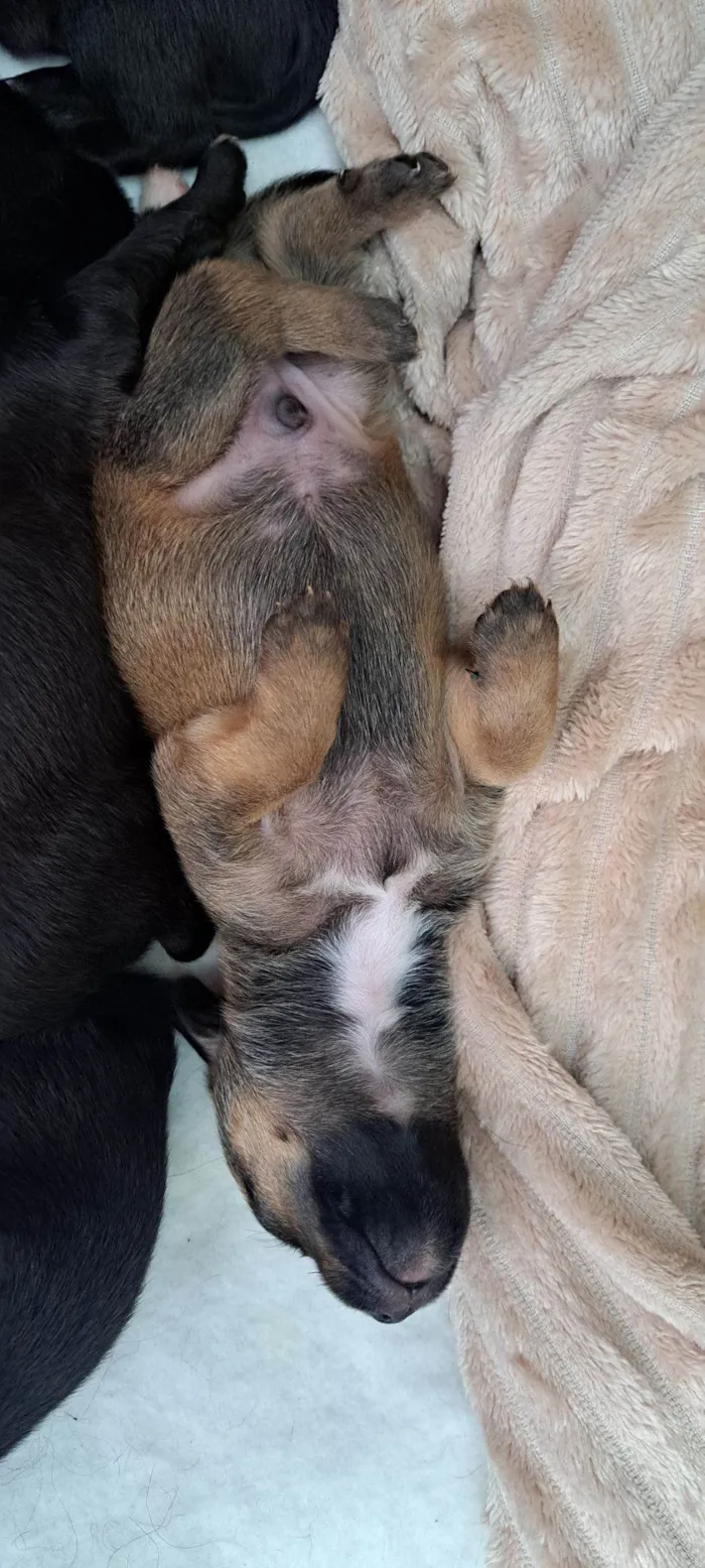 Cachorro raça SRD-ViraLata idade 2 a 6 meses nome Gil