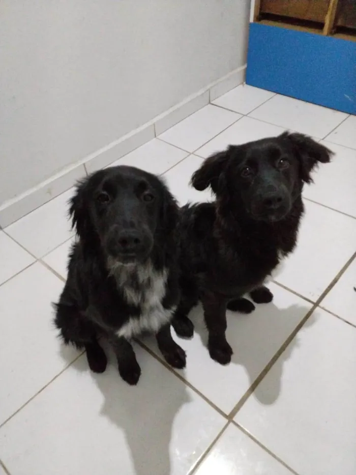 Cachorro raça SRD-ViraLata idade 7 a 11 meses nome Maya e Mael