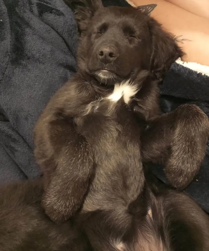 Cachorro raça SRD-ViraLata idade 7 a 11 meses nome Maya e Mael