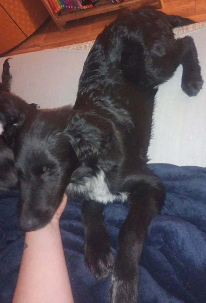 Cachorro raça SRD-ViraLata idade 7 a 11 meses nome Maya e Mael