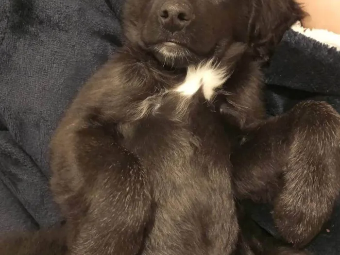 Cachorro raça SRD-ViraLata idade 7 a 11 meses nome Maya e Mael