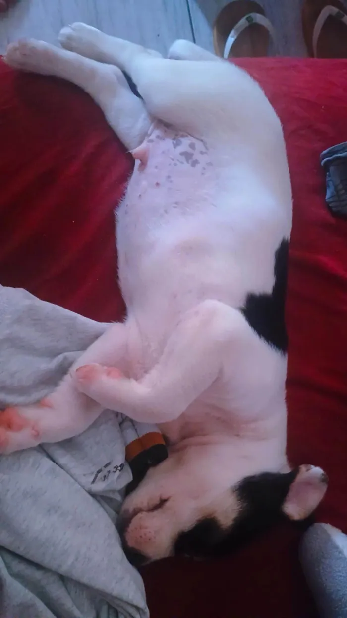 Cachorro raça SRD-ViraLata idade 2 a 6 meses nome Zeus